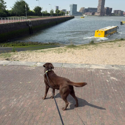 Oppashond kijkt naar vertrekkende watertaxi tijdens uitlaten