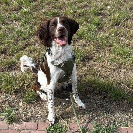 Oppashond luistert naar zit commando