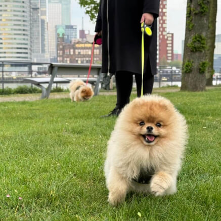 Oppashonden worden uitgelaten