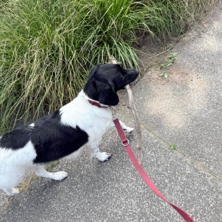 Oppashond wordt uitgelaten terwijl hij stok in zijn mond heeft