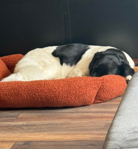 Oppashond ligt te slapen