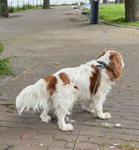 Oppashond 5x dagopvang